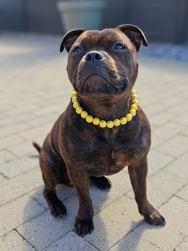 A dark brindle Staffordshire Bull Terrier sitting outdoors on stone pavers wearing a bright yellow beaded collar.
