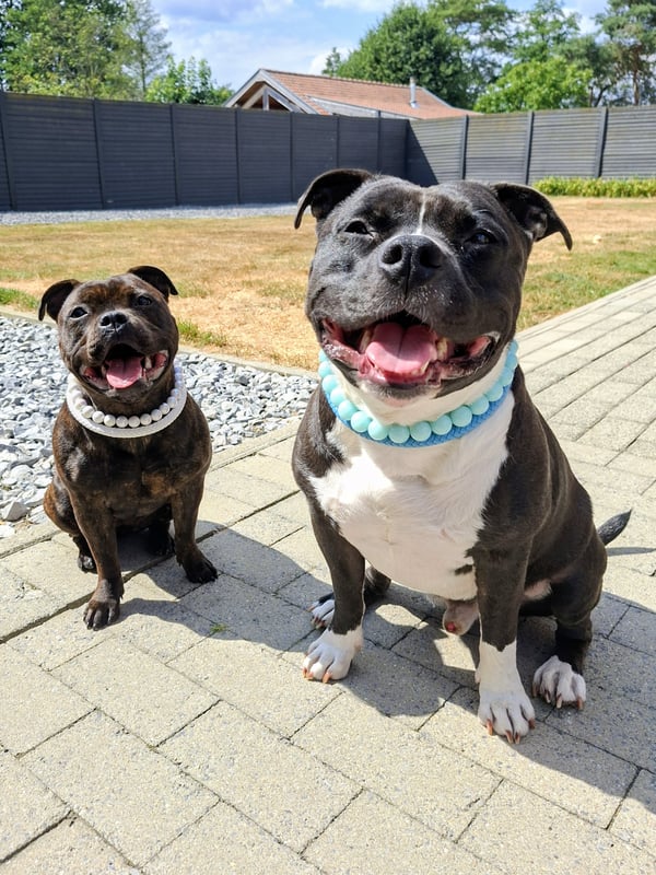 Two happy Staffordshire Bull Terriers wearing beaded collars sit outdoors on a paved patio in the sun.