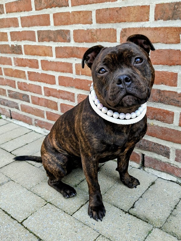 A brindle Staffordshire Bull Terrier sitting on pavement in front of a brick wall while wearing a large white beaded collar.