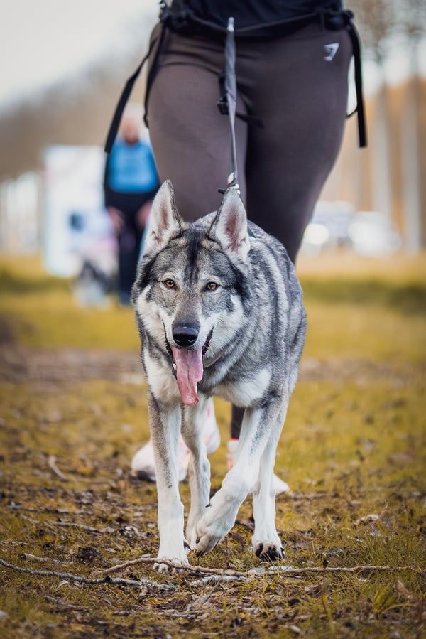 Ein Tschechoslowakischer Wolfhund, der an der Leine mit herausgestreckter Zunge vorwärts trabt, während er mit seinem Besitzer spazieren geht.