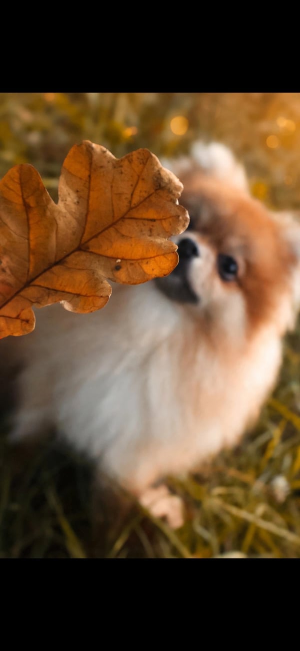 Ein flauschiger Zwergspitz, unscharf im Hintergrund, blickt neugierig auf ein herbstliches Eichenblatt im Vordergrund.