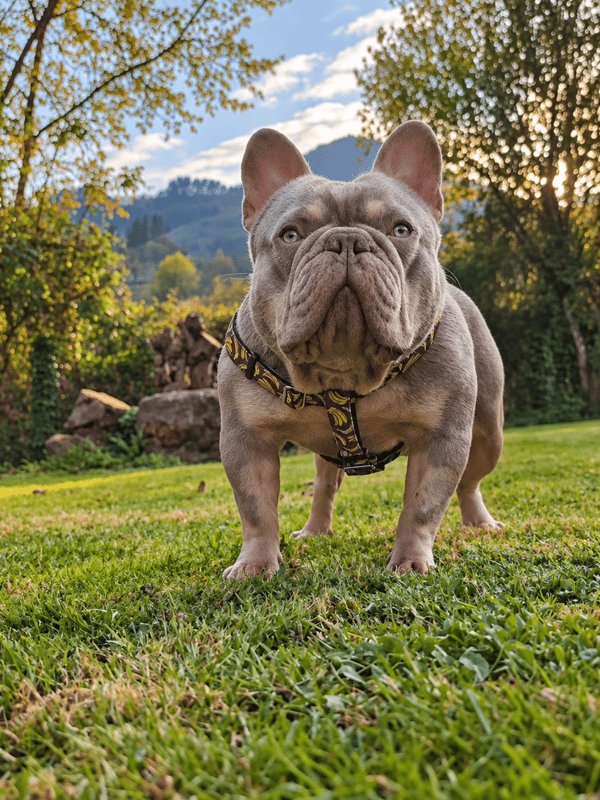 A muscular lilac French Bulldog standing on green grass looking directly into the camera.