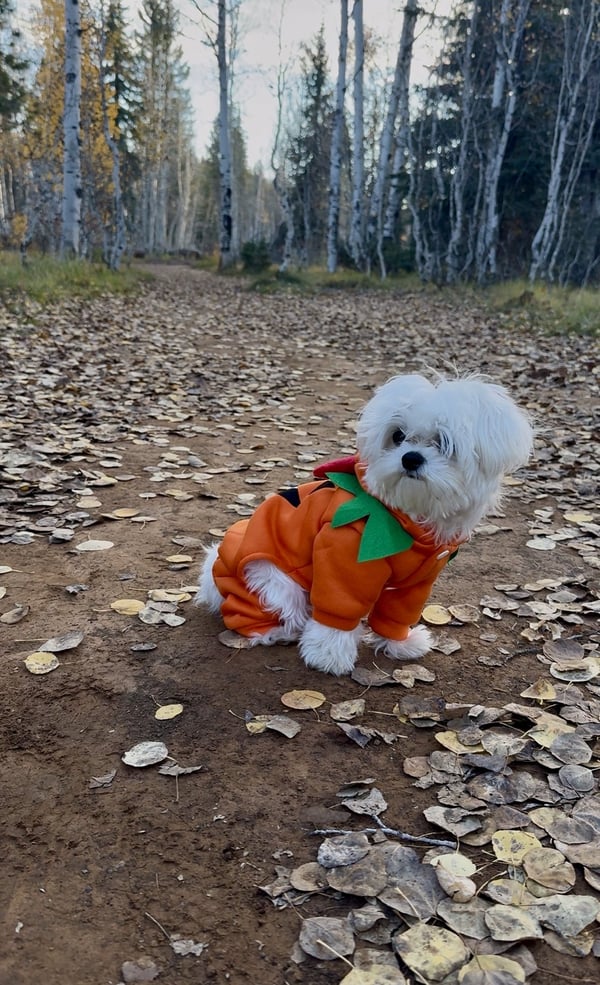 Ein kleiner weißer Hund in einem orangefarbenen Kürbiskostüm, der auf einem mit herabgefallenen Herbstblättern bedeckten Waldweg sitzt.