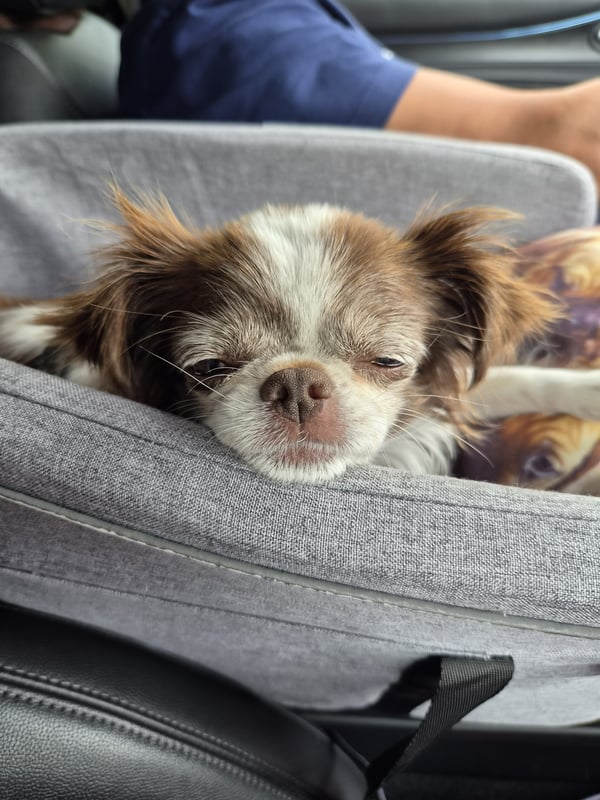 Ein kleiner brauner und weißer Hund mit Schlafaugen legt sein Kinn auf den Rand eines grauen Autositzes aus Stoff, während eine Person in einem blauen Hemd hinter ihm sitzt.
