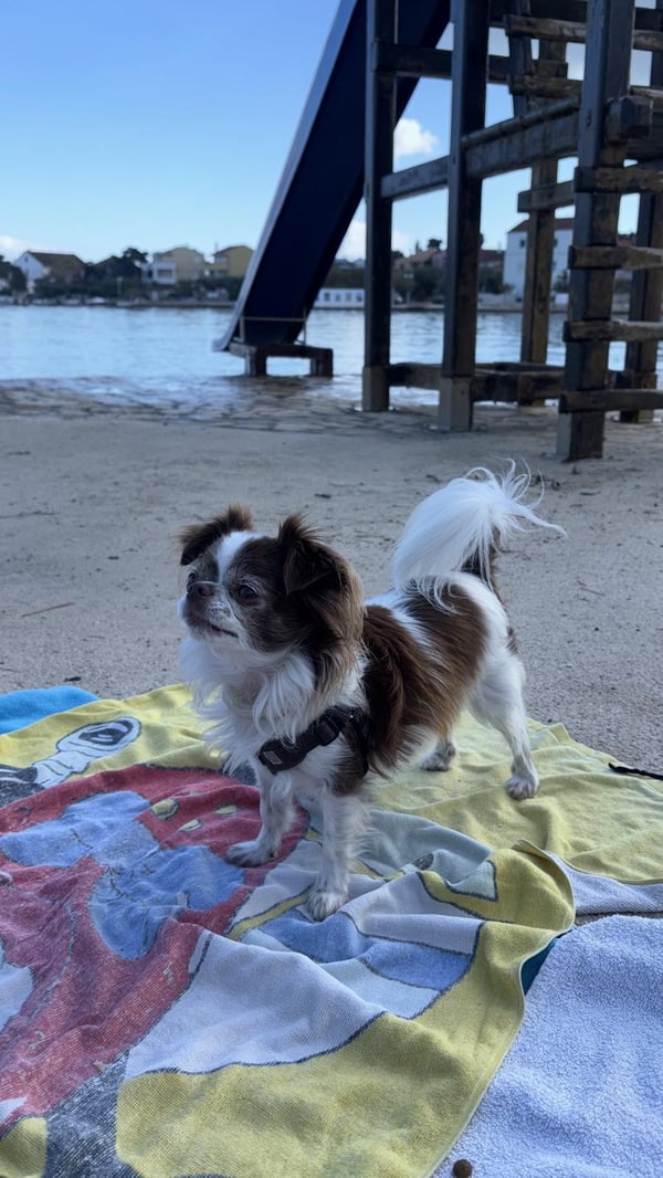 Ein kleiner braun-weißer langhaariger Hund mit einem schwarzen Geschirr steht auf einem bunten Handtuch an einem Sandstrand, mit Wasser und einer Holzkonstruktion im Hintergrund.