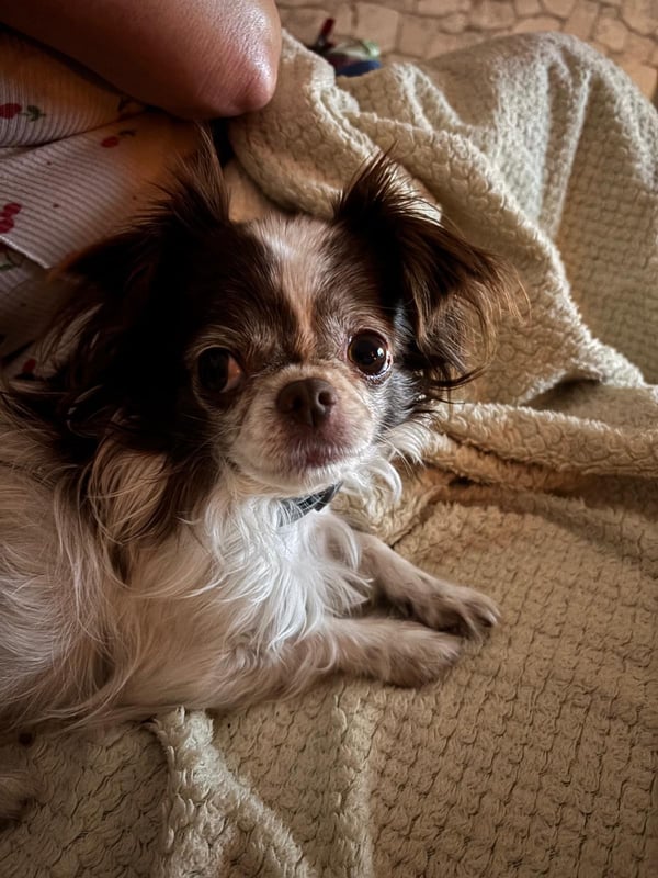 Ein kleiner langhaariger Hund mit braun-weißem Fell und großen dunklen Augen liegt auf einer beigen, strukturierten Decke, während eine Menschenhand in der Nähe ruht.