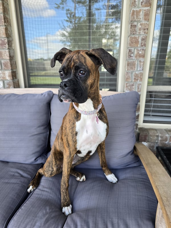 A brindle and white Boxer dog sits attentively on a gray cushioned patio sofa in front of a brick house.