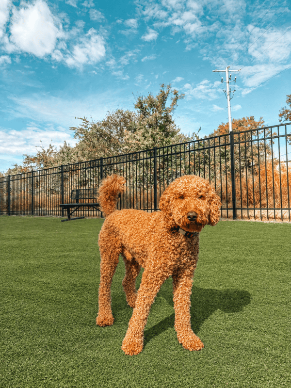 A medium-sized dog with a tight, reddish-orange curly coat stands on artificial turf in front of a black metal fence.