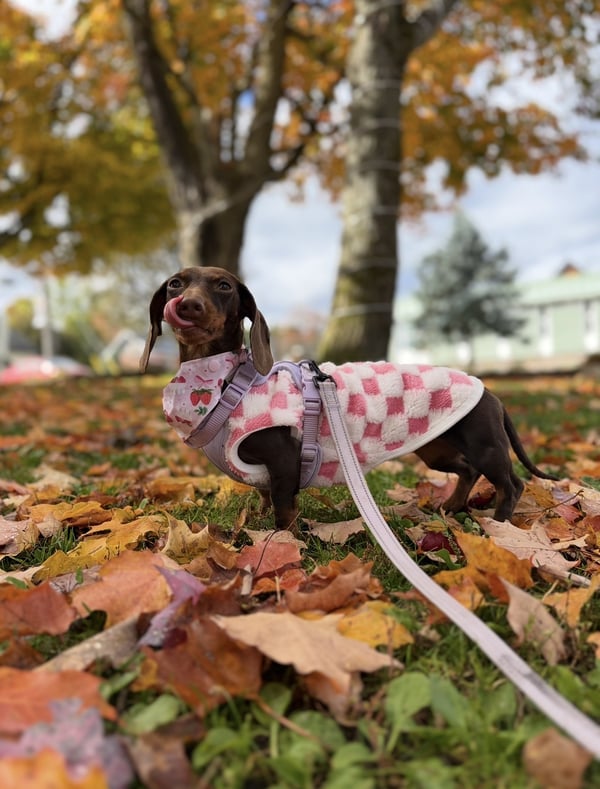 Un teckel brun se tient sur des feuilles d'automne tombées, portant une veste en polaire à carreaux roses et blancs et un bandana à fraises.