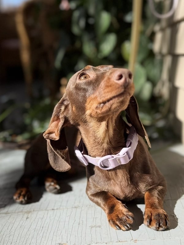A brown dachshund wearing a light purple collar lies on a white wooden surface, looking upwards with its ears flopped back.