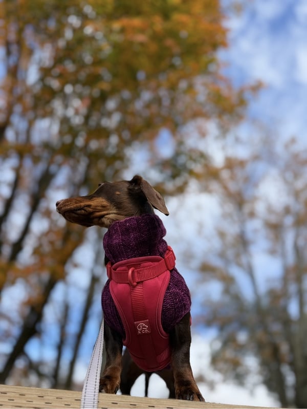 A dachshund stands on a wooden surface wearing a chunky knit purple turtleneck sweater and a red harness, looking to the side against a blurred background of autumn trees.