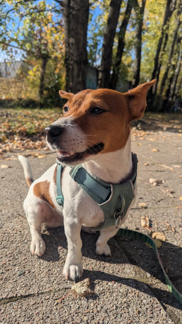 Un Jack Russell Terrier brun et blanc portant un harnais vert est assis sur un chemin pavé avec des arbres en arrière-plan.
