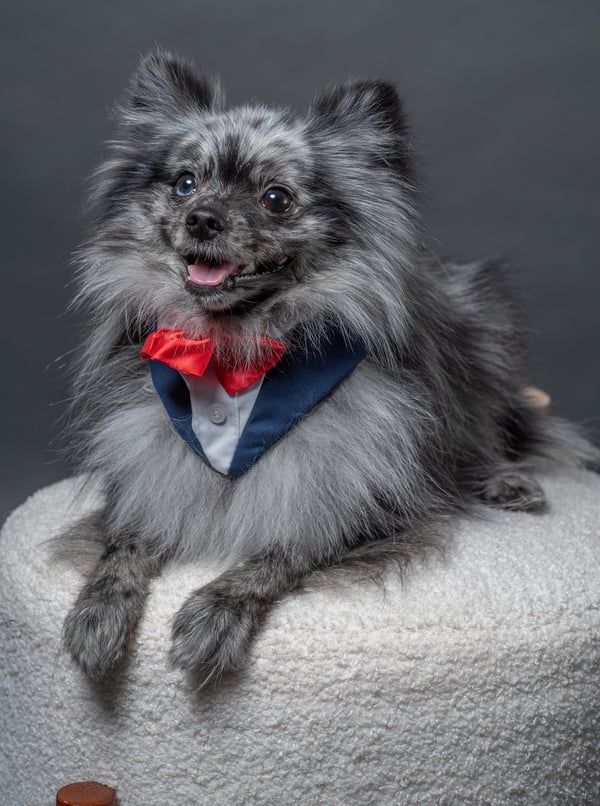 A gray merle Pomeranian dog dressed in a blue tuxedo vest with a red bow tie sits on a white fluffy stool.
