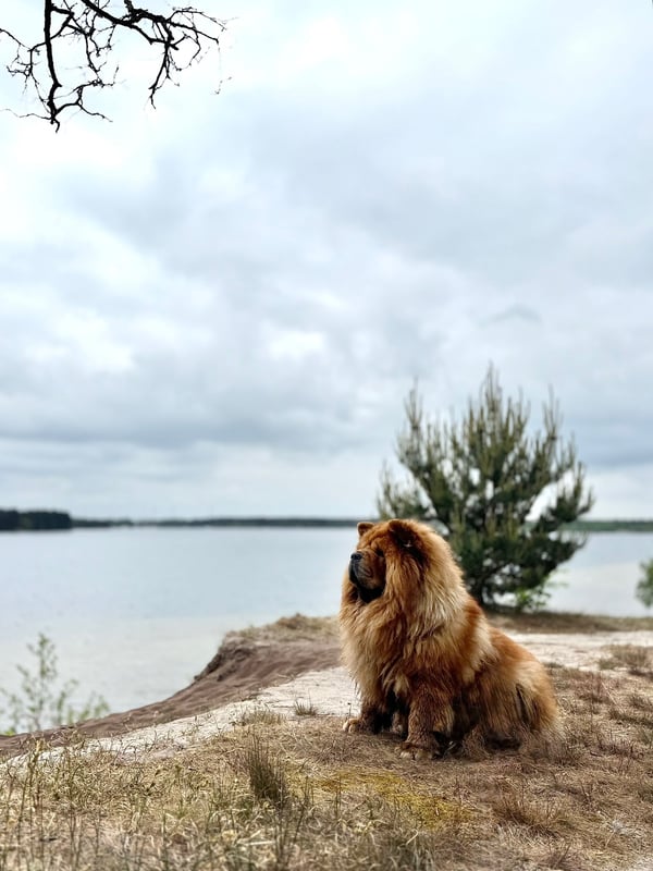 A fluffy reddish-brown Chow Chow sits in profile on a sandy bank near a body of water under an overcast sky.