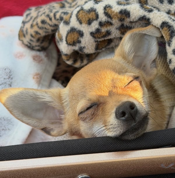 A tan Chihuahua sleeps peacefully with its head resting on the black fabric rim of a suitcase, covered by a leopard print blanket.