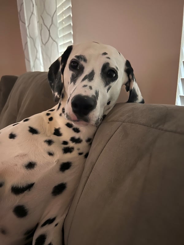 Penny