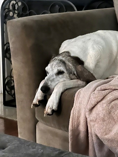 Gracie