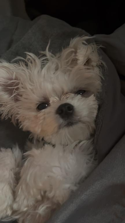 Ollie