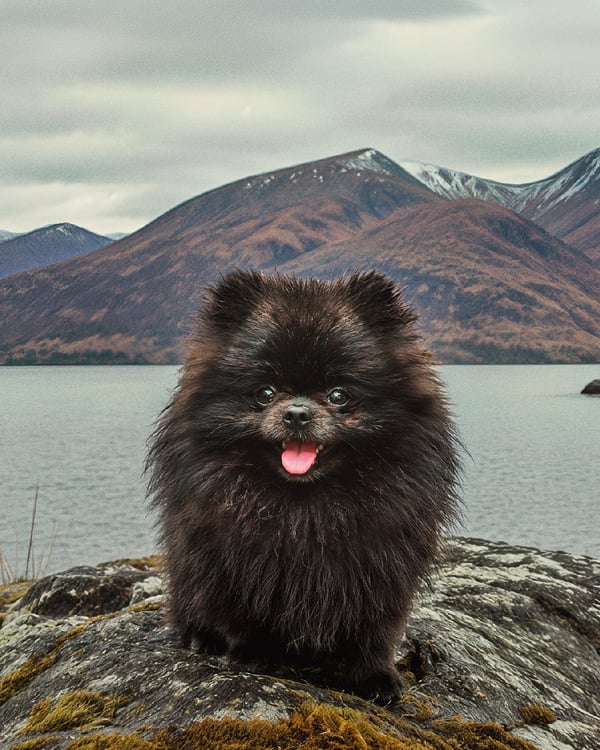 Laszlo