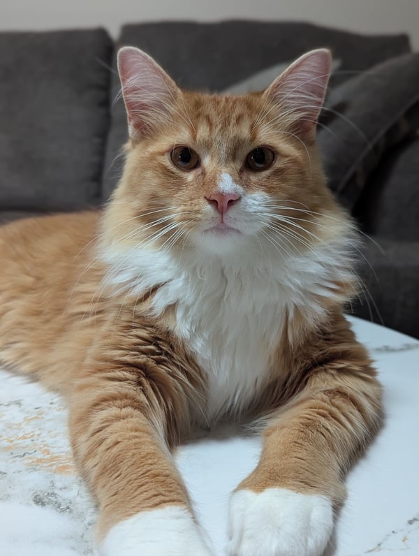 Julius
