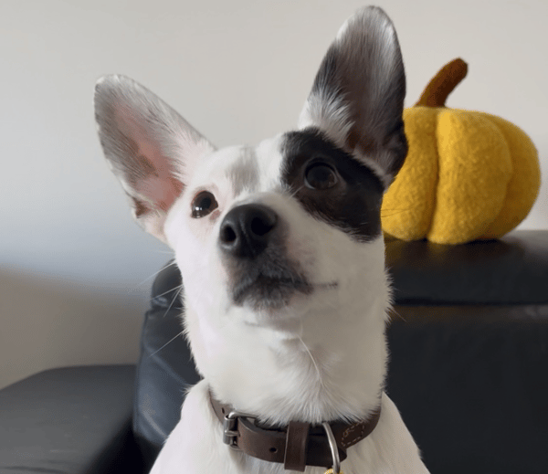 Hami