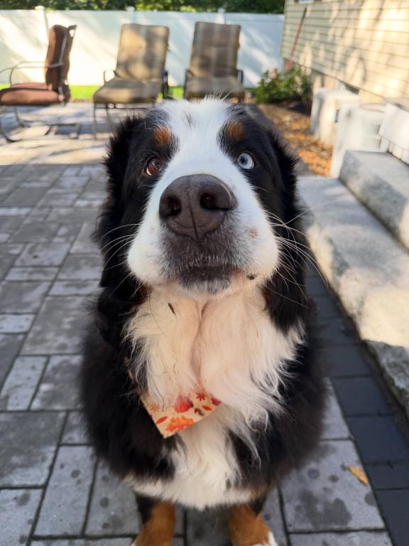 Gus