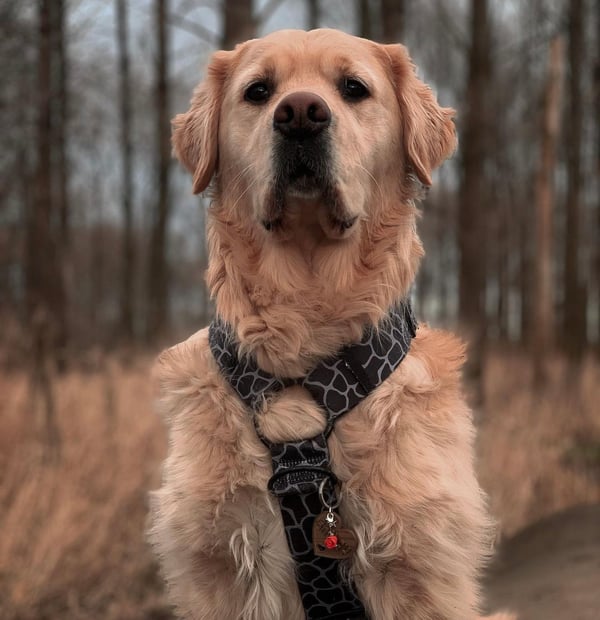 Bailey