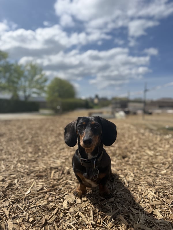Nala