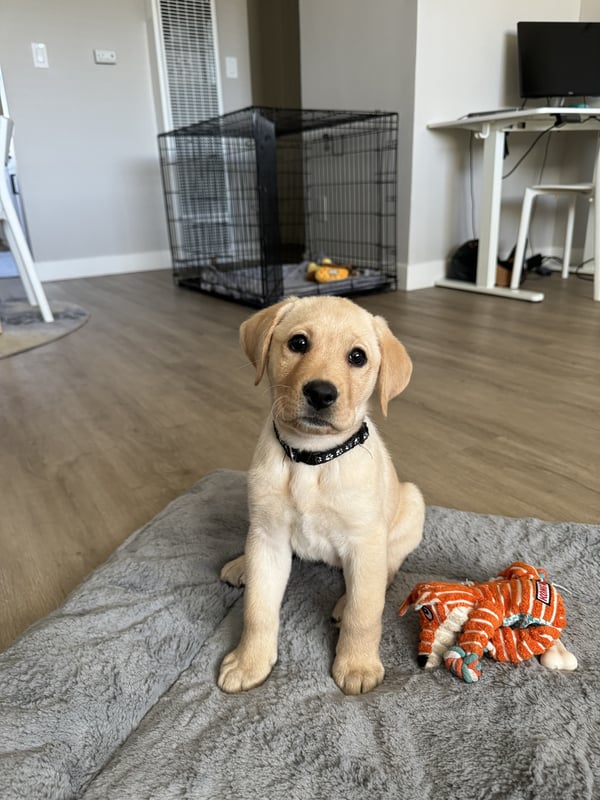 Maisy