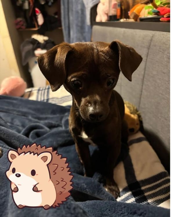 Osito