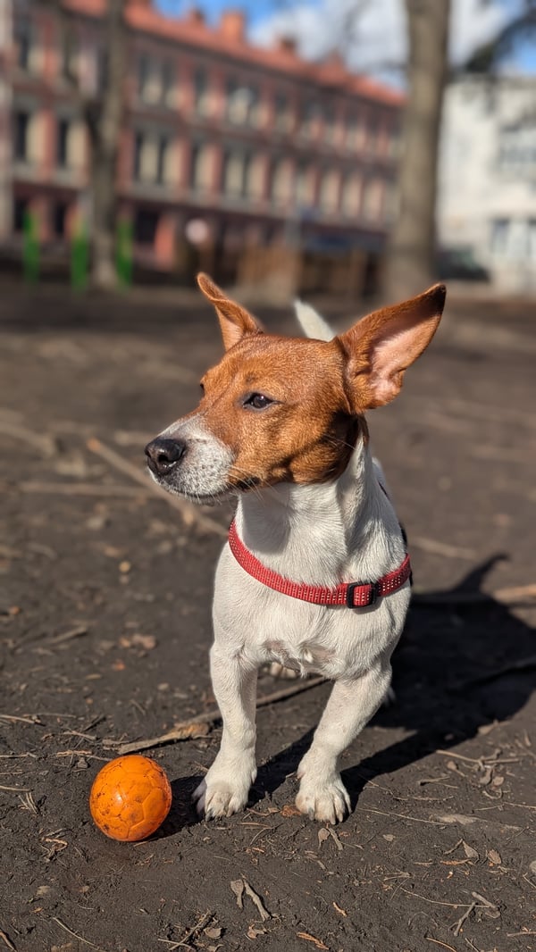 Milo | Jack Russell Terrier