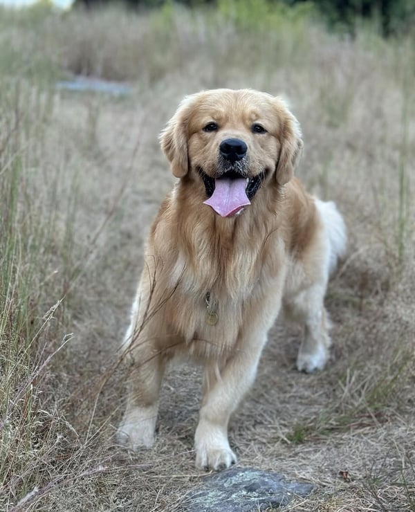 Huckleberry