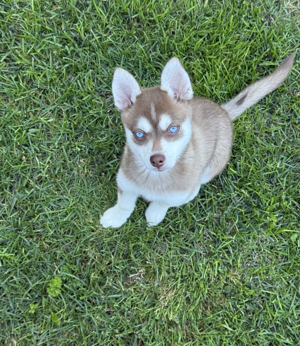 Kaia