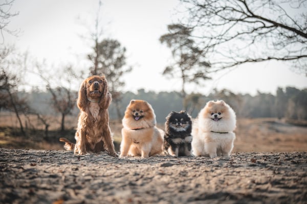 Teddy Finley Simba fendi