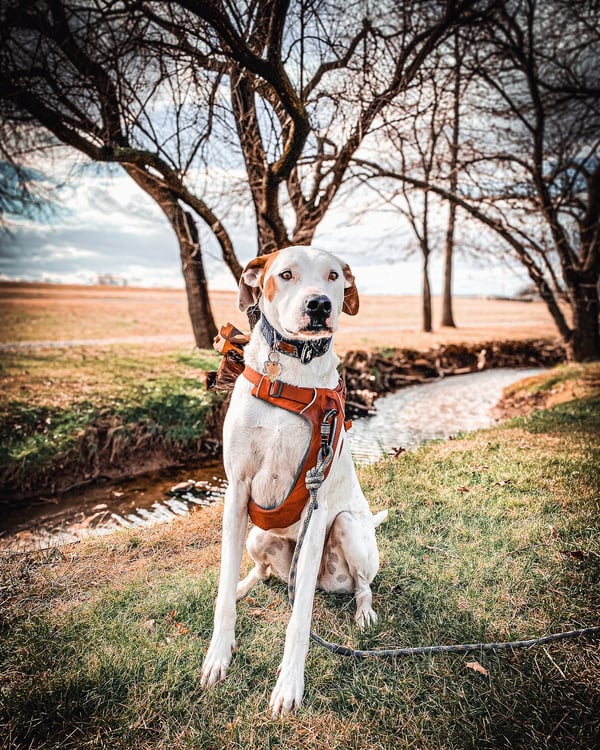Tyson