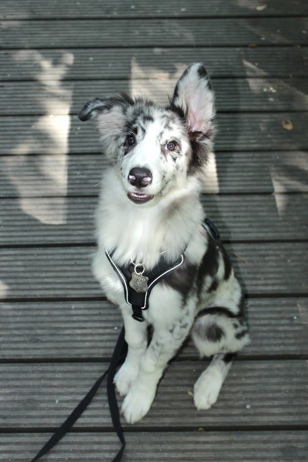 Apollo