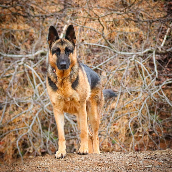 Ranger