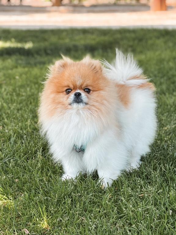 Leo