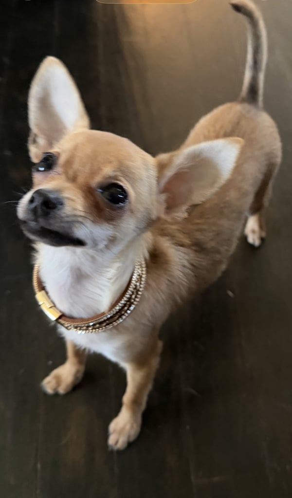 Mialuz tinychi