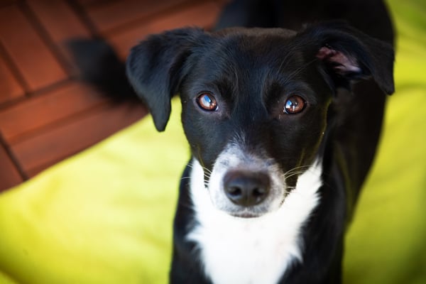 Lila