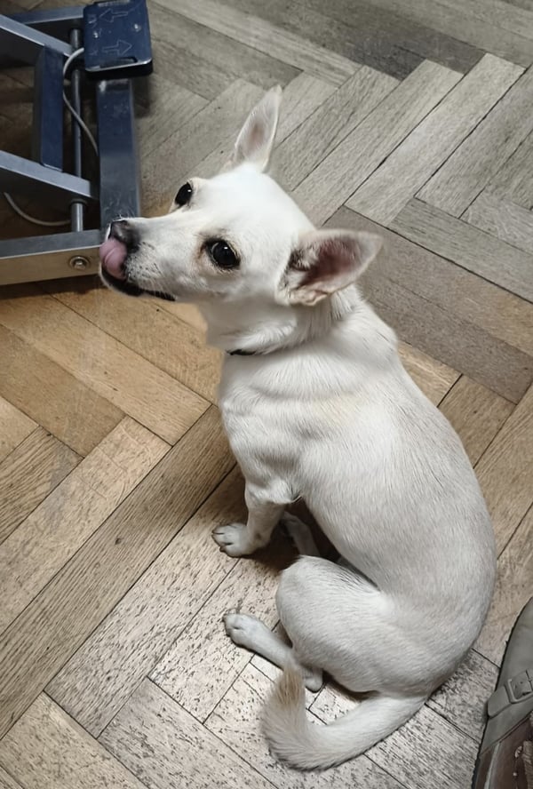 Stella