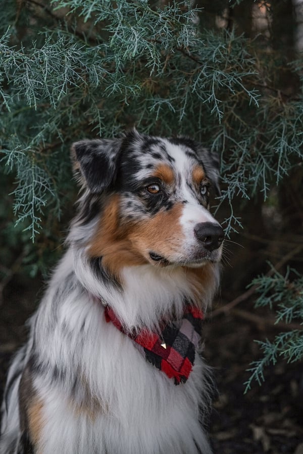Oakley