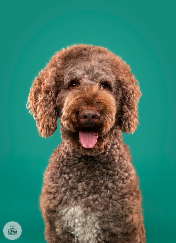 Bailey
