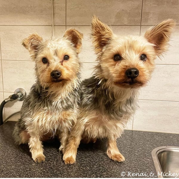 Kenai and Mickey