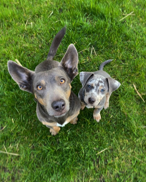 Odie en milo
