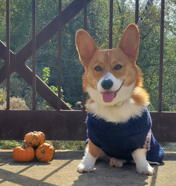 Cheddar