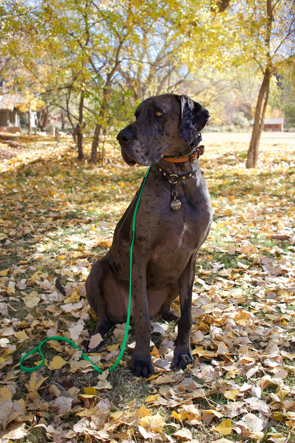 Duncan