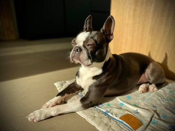 Stella