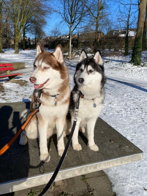 Kyan and Cajun
