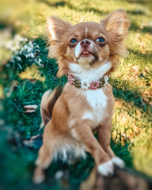 Julie
